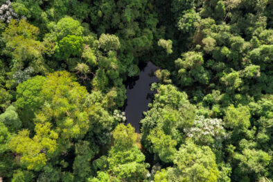 Floresta - PEMLD -