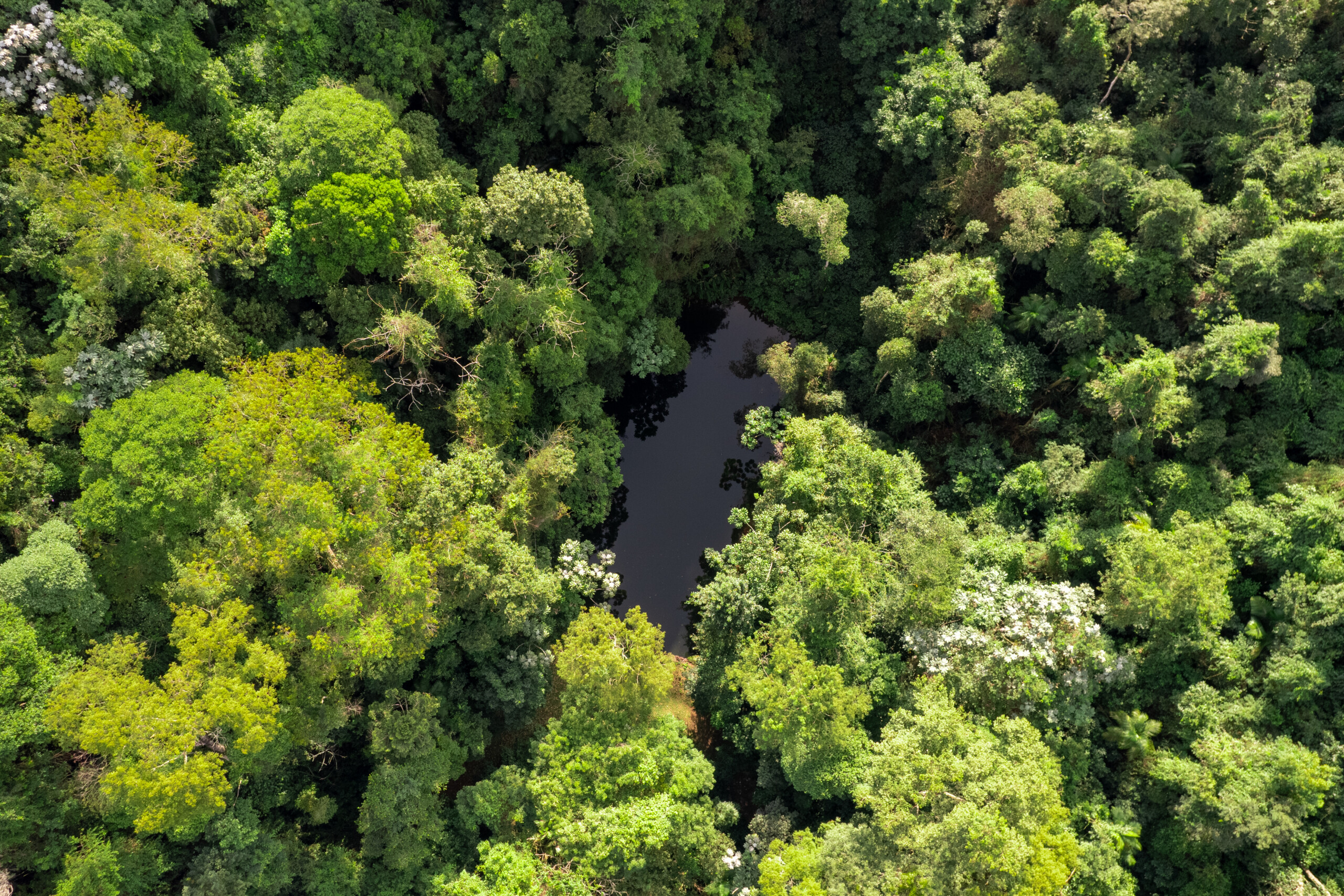 Floresta - PEMLD -