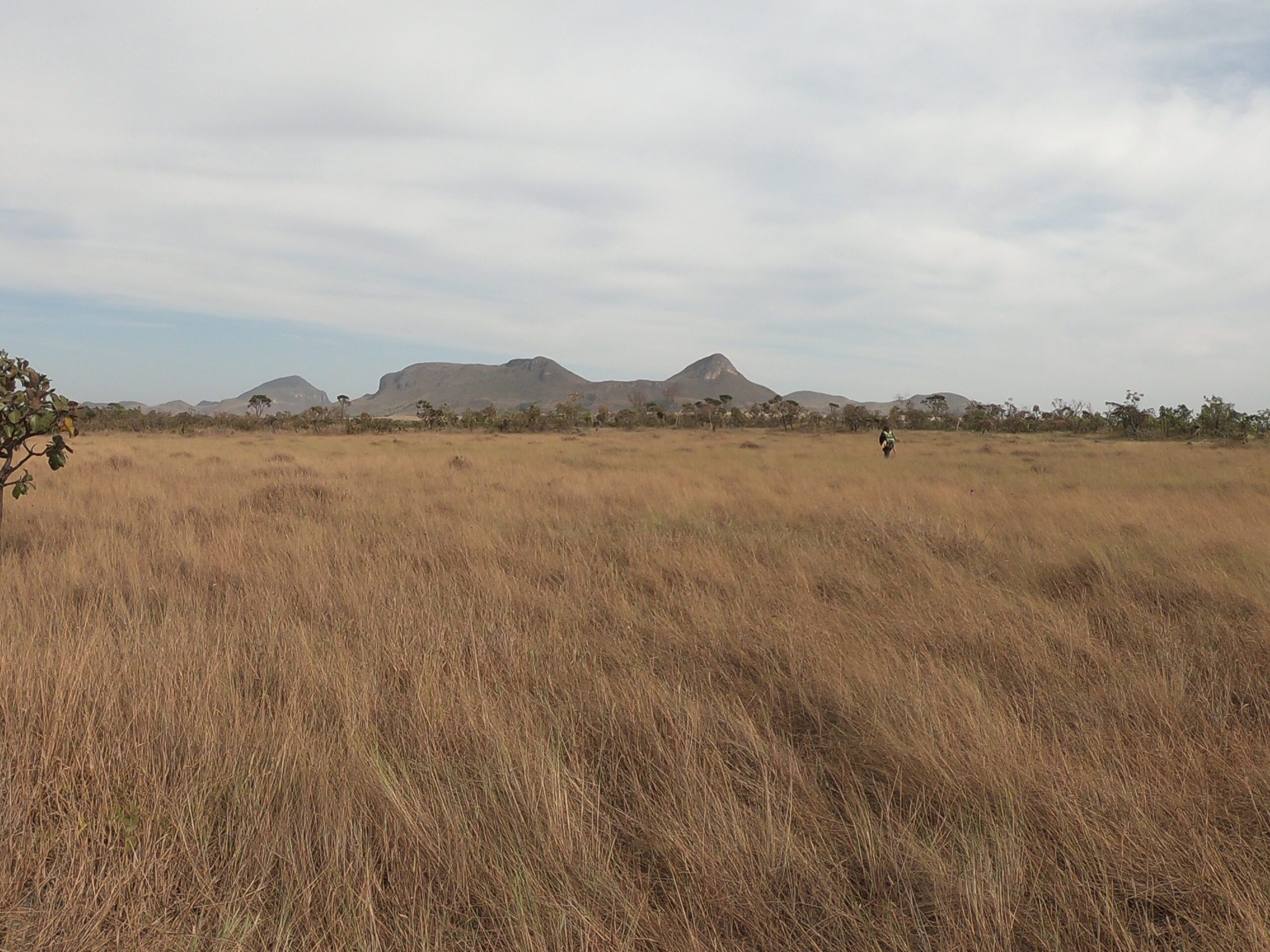 Cerrado