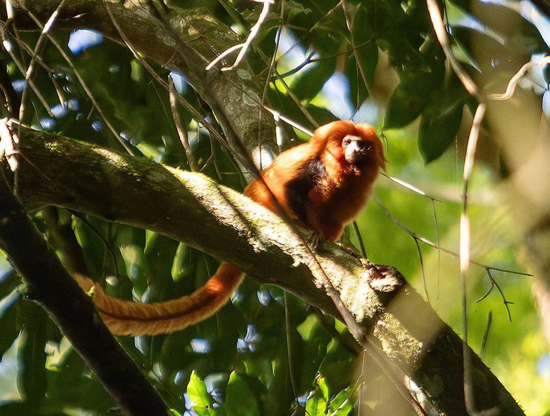 Micos-leões-dourados salvos do tráfico internacional na África voltam à natureza no RJ