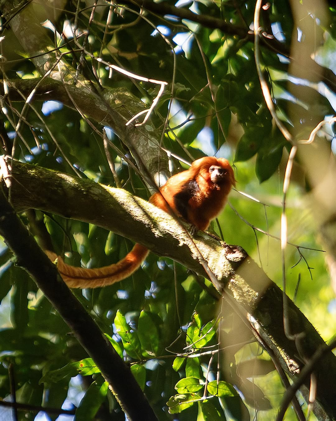 Micos-leões-dourados salvos do tráfico internacional na África voltam à natureza no RJ