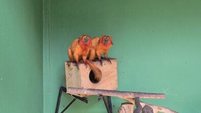 Vítimas do tráfico internacional, micos-leões-dourados resgatados são monitorados na Mata Atlântica do RJ