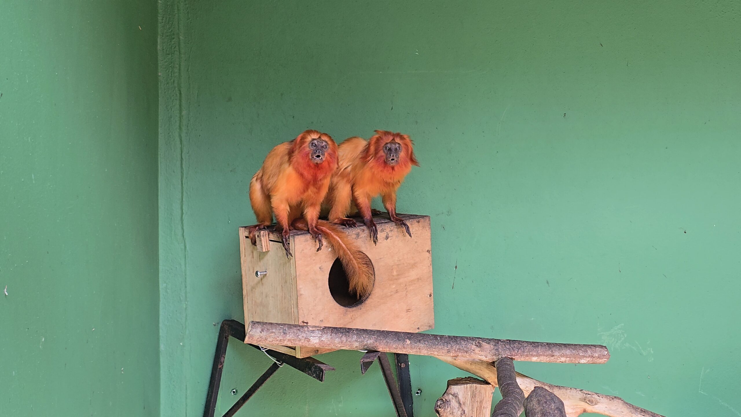 Vítimas do tráfico internacional, micos-leões-dourados resgatados são monitorados na Mata Atlântica do RJ