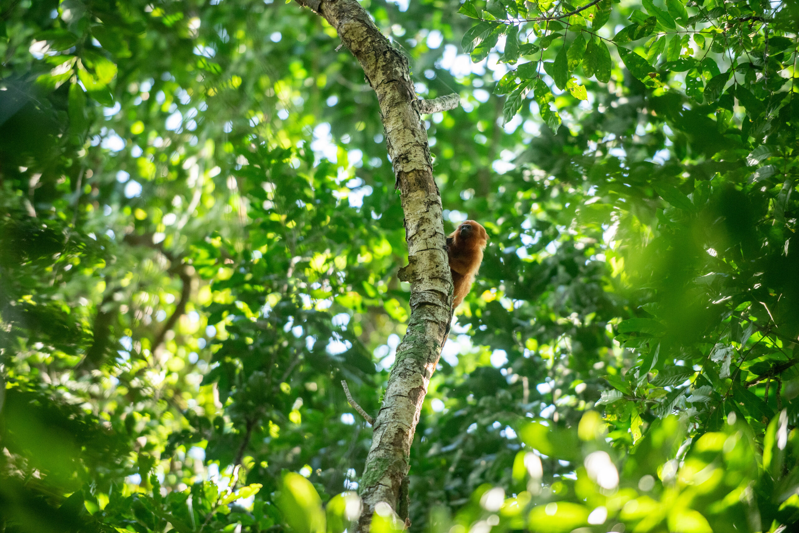 Vítimas do tráfico internacional, micos-leões-dourados resgatados são monitorados na Mata Atlântica do RJ 