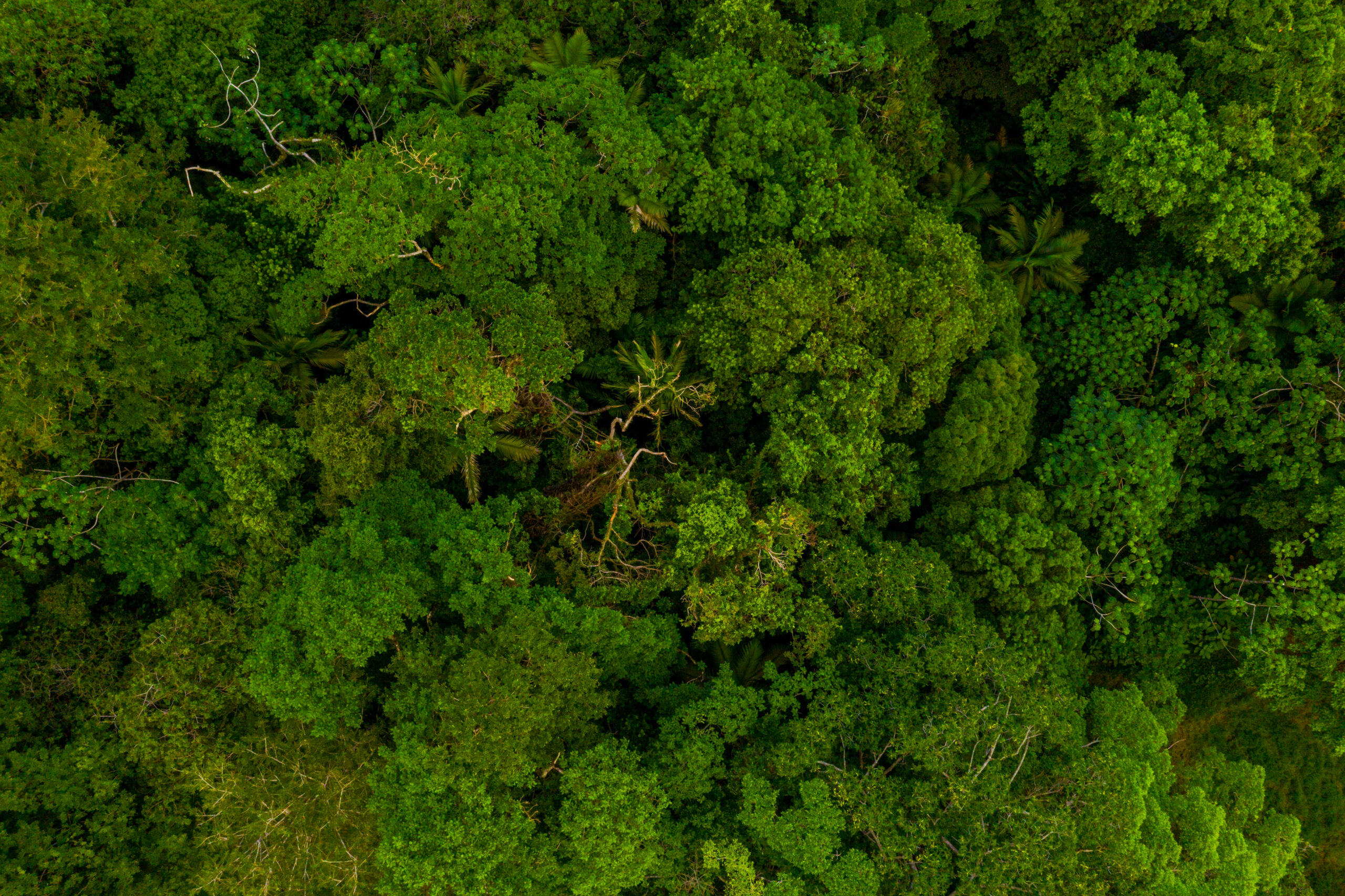 MMA firma parceria para fortalecer corredores ecológicos no Mosaico Gurupi, ação faz parte do componente 2 do Projeto GEF Áreas Privadas